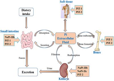 Mechanisms of Epidermal Growth Factor Effect on Animal Intestinal Phosphate Absorption: A Review